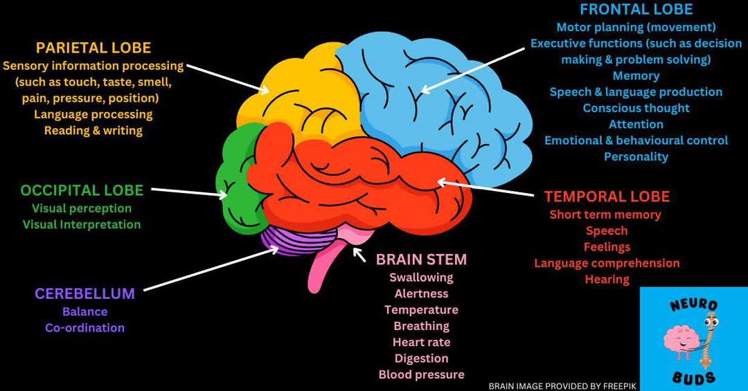 con_lynes's tweet photo. Saw this today I have damage to my brain stem, cerebellum and frontal lobe, you can't see it but it's there ! March is brain injury awareness month plz rt and help raise much needed awareness 
 #braininjuryawareness
#bebrainaware https://t.co/qzW7hft3Va