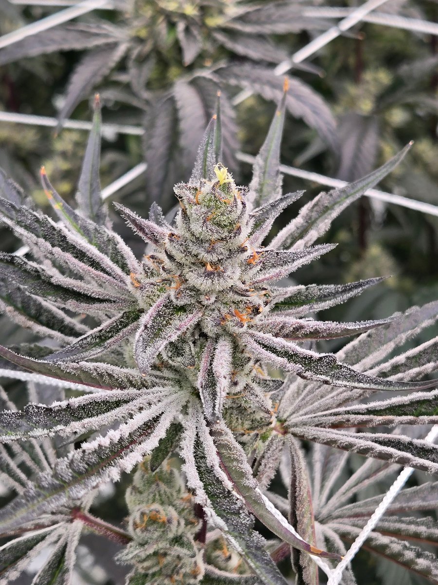 primodanks tweet media