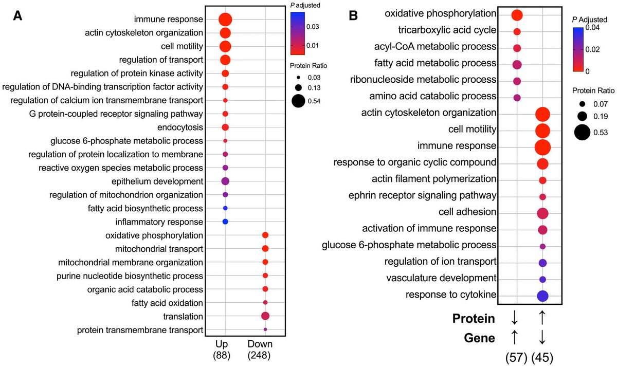 JAHA (@jaha_aha) on Twitter photo Proteomic data from HFpEF hearts suggest defects in metabolism and translation, particularly in a more obese subgroup. #AHAJournals <a href="/vivekpjani/">Vivek Jani</a> <a href="/VirginiaSHahnMD/">Virginia Shalkey Hahn, MD</a> <a href="/hopkinsheart/">Johns Hopkins Cardiology</a> ahajrnls.org/4inqJmf Proteomic data from HFpEF hearts suggest defects in metabolism and translation, particularly in a more obese subgroup. #AHAJournals <a href="/vivekpjani/">Vivek Jani</a> <a href="/VirginiaSHahnMD/">Virginia Shalkey Hahn, MD</a> <a href="/hopkinsheart/">Johns Hopkins Cardiology</a> ahajrnls.org/4inqJmf