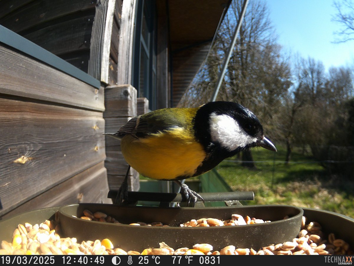 Projet EDD a l école des Islettes en cycle 2. Installation d une mangeoire avec appareil photo et observation des oiseaux . <a href="/DSDEN55/">DSDEN55</a>