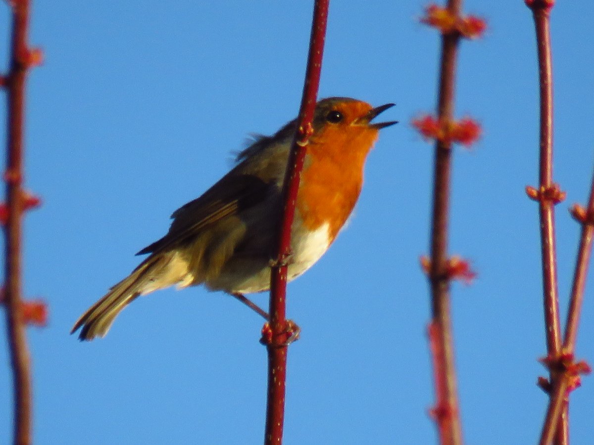 A Welsh Robin singing to celebrate the first day of spring today.