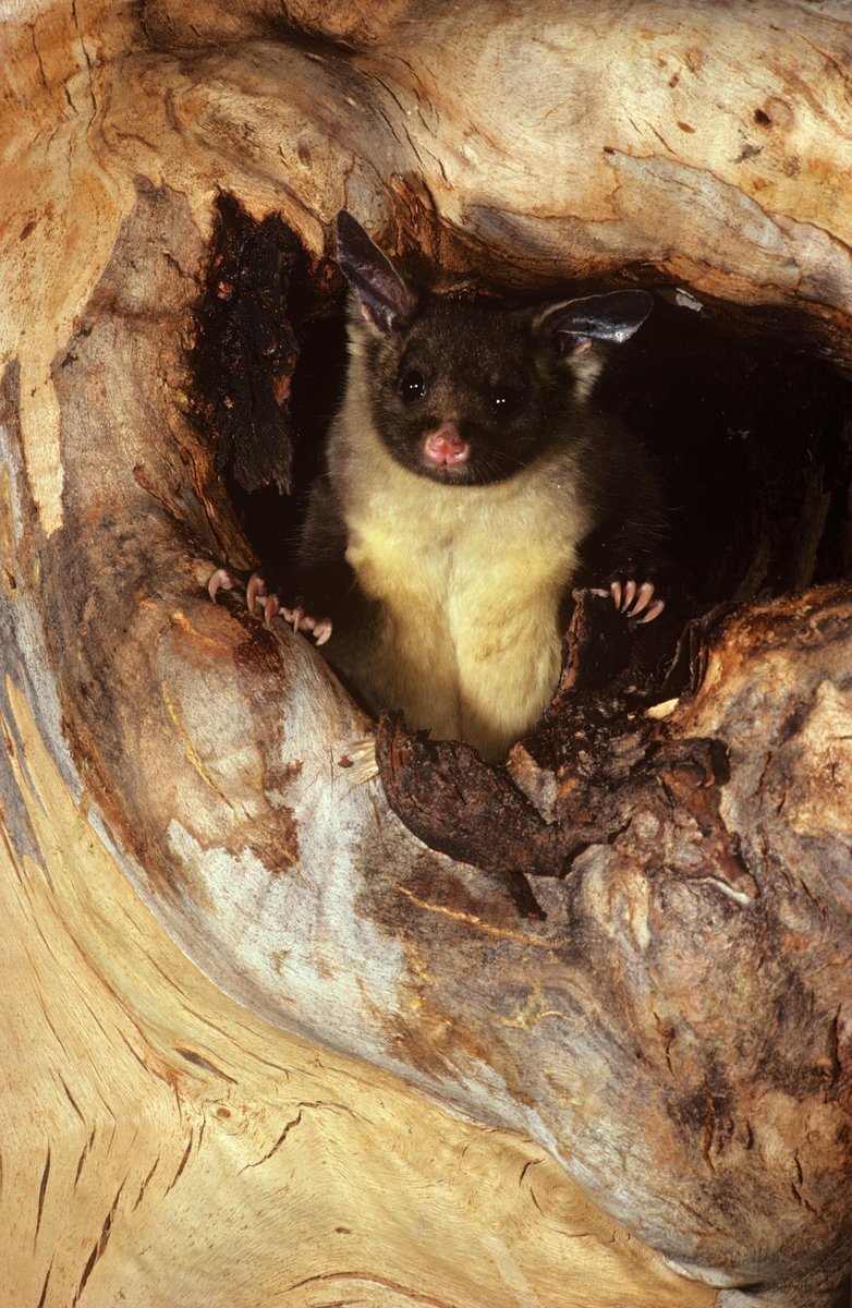 awconservancy's tweet photo. Happy International Day of Forests! ππ³
#DidYouKnow: Yellow-bellied gliders leave π marks on trees to access sugary sap! Their gliding distance is dependent on the height of trees in their habitat, allowing them to travel huge distances for varied food sources. https://t.co/0LCzHz17ik