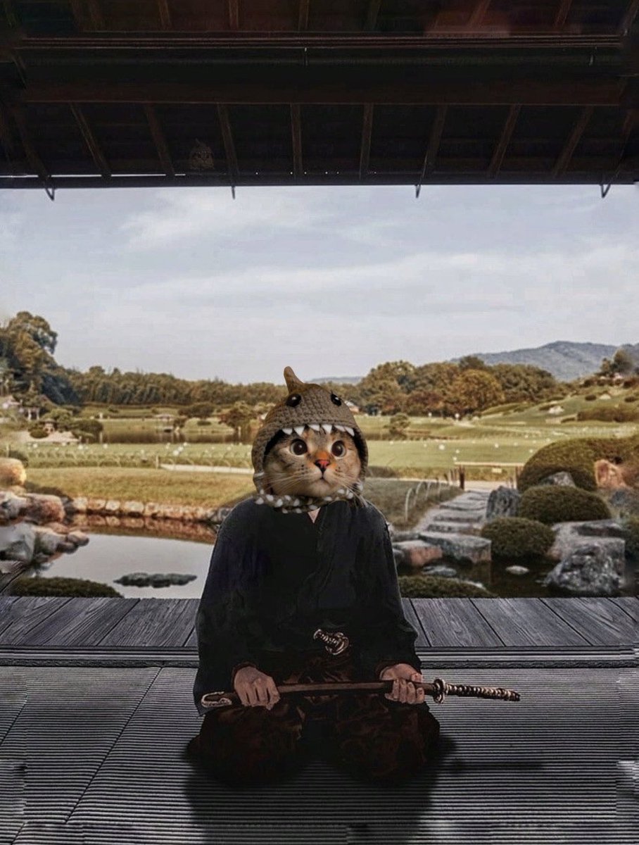 SharkCatSolana's tweet image. Shark Cat Stoicism 🦈🐱