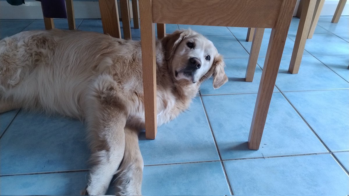 kitteridge_lisa's tweet photo. Can I help you with something mom?
Not in the way am I? Thought not.
Back to ๐ค๐ค๐ค๐ค then.
#randomdog https://t.co/glhWNp6WFs