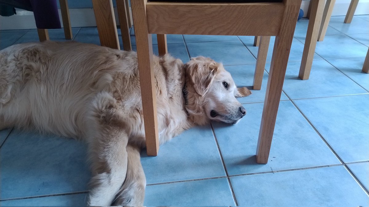 kitteridge_lisa's tweet photo. Can I help you with something mom?
Not in the way am I? Thought not.
Back to ๐ค๐ค๐ค๐ค then.
#randomdog https://t.co/glhWNp6WFs