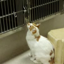 TatroBrigitte's tweet photo. shelter &amp; visit him. 298 Plant  Ukiah

#AdoptDontShop #Cat #kitty #ukiahanimalshelter #mendocinocountyanimalshelter #ukiahca https://t.co/9oTU7Y0f30