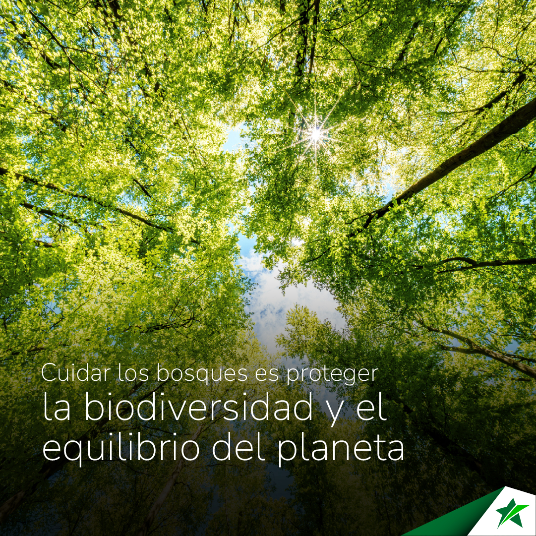 Los bosques son esenciales para la vida, regulan el clima, producen oxígeno y sostienen miles de comunidades, cada acción cuenta, cuidemos nuestros bosques. 🌳🍃

#Díadelosbosques
