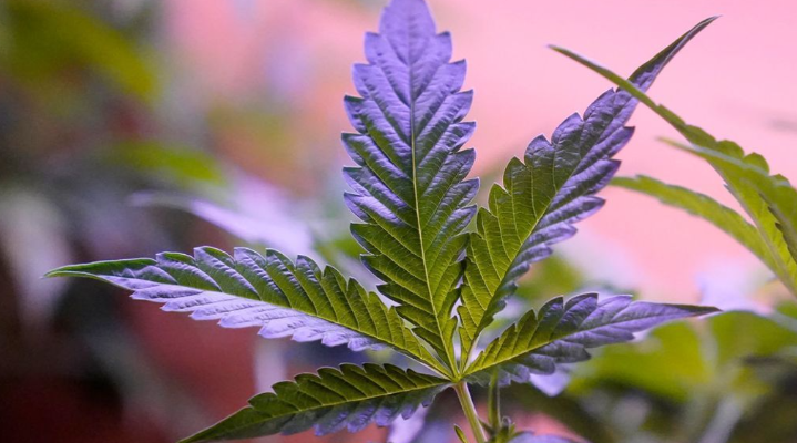 FoxNashville tweet media