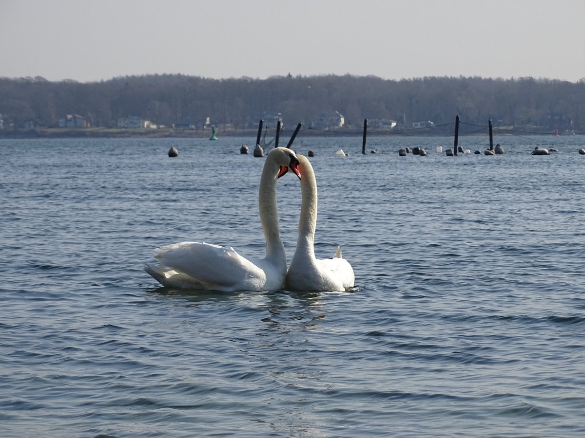 ObscuriumGov's tweet image. Impressions from Flagpolis on the 20th of March.
#micronation #micronations #obscurium #dragons