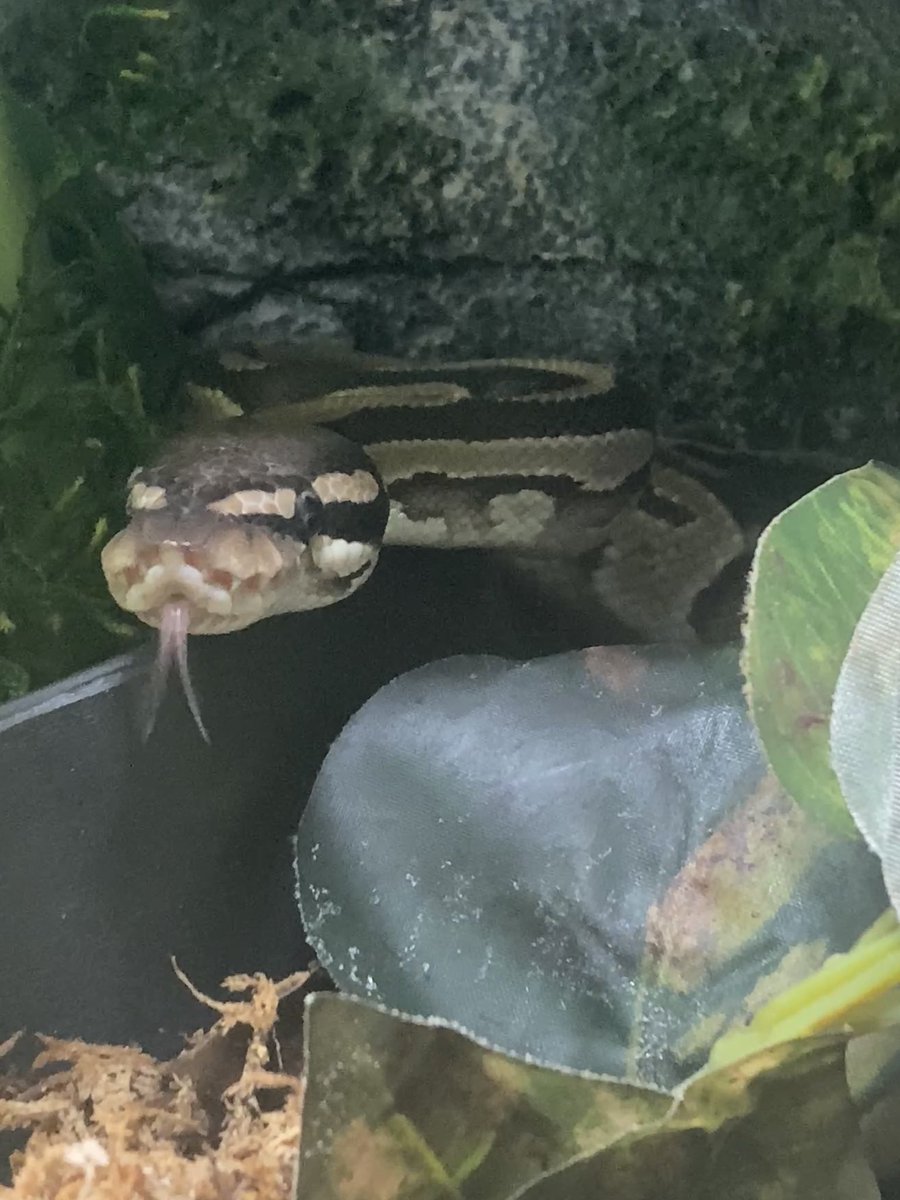 Hourly Snakes 🐍 tweet media