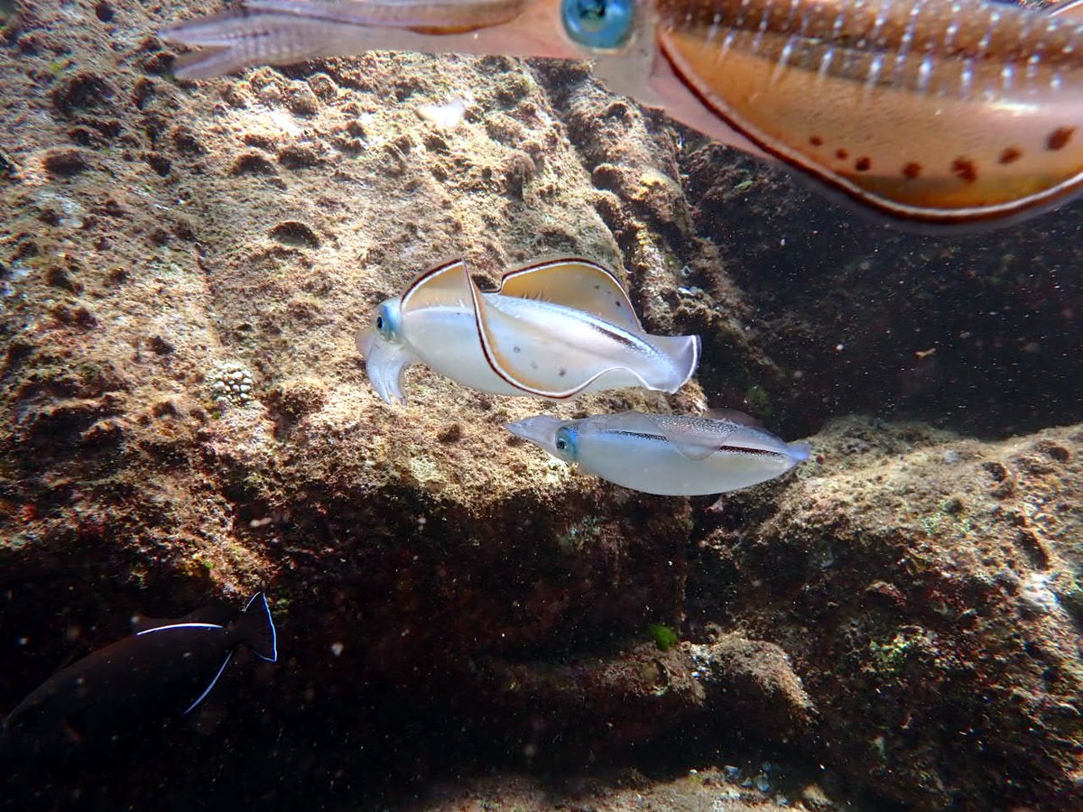 プーケットのラチャノイ島で見たアオリイカ。こんな間近を泳ぐ姿は初めて見ました。ちょっと水玉模様があって、白色から茶色に変わったり、とてもきれいでしたよ。
タコ、ヒラメなど寿司ネタを見るようなダイビングの様子はブログで
greendiverphuket.com/2025/03/20/3-2…
#プーケット #ダイビング #phuket #diving