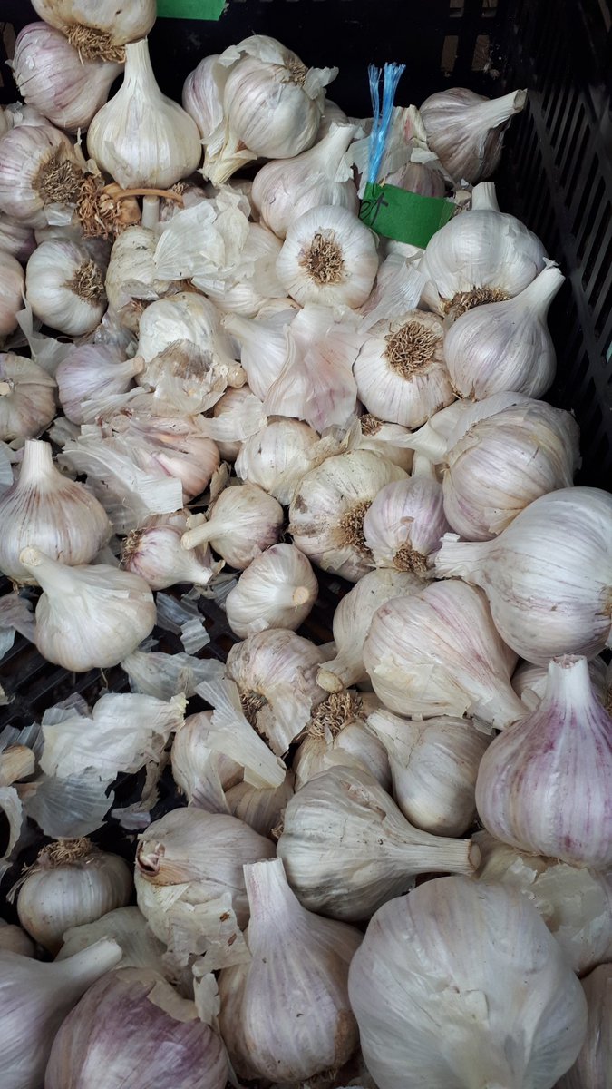 End of garlic storage season. So sad to crack the big bulbs and find mould creeping in at the edges. Any tips to extend storage?
#garlic
#farming
