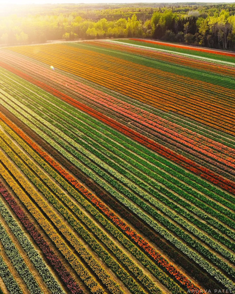 Welcome PEI tweet media