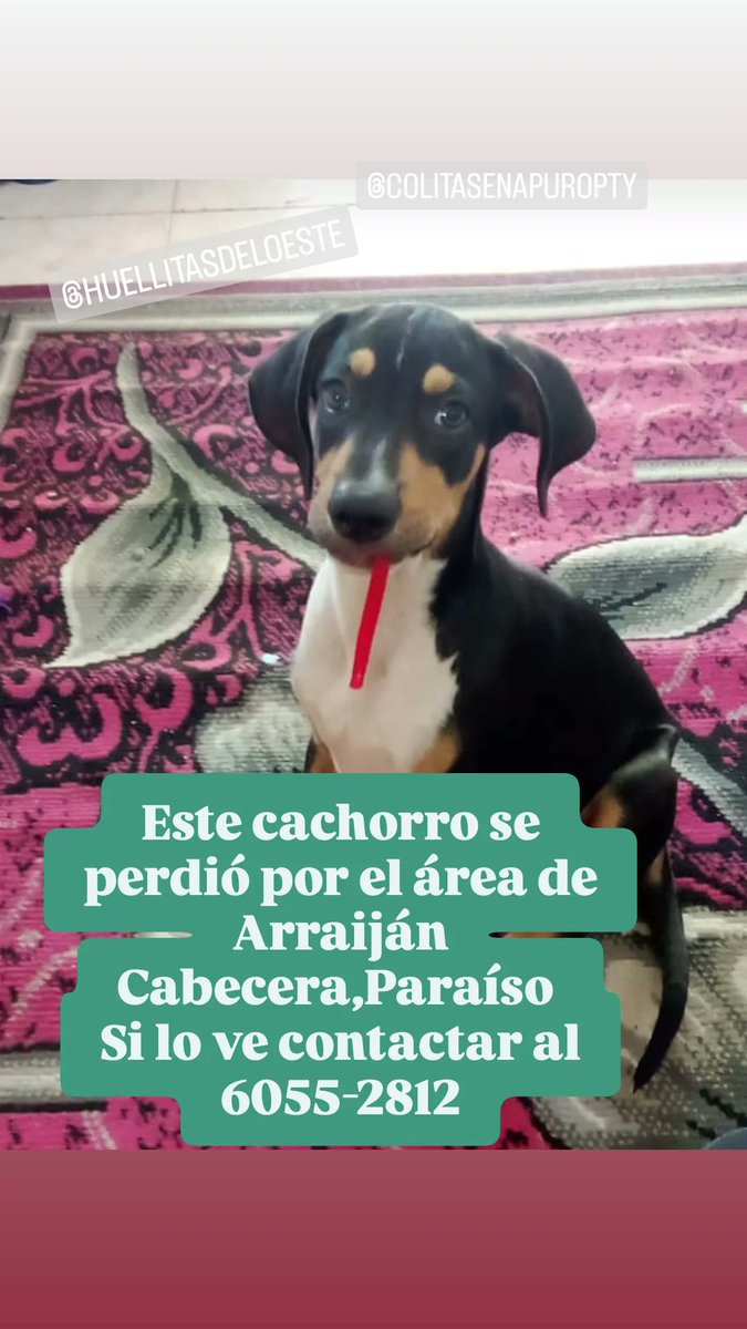 Milagros VS  (@kimesin22) on Twitter photo 