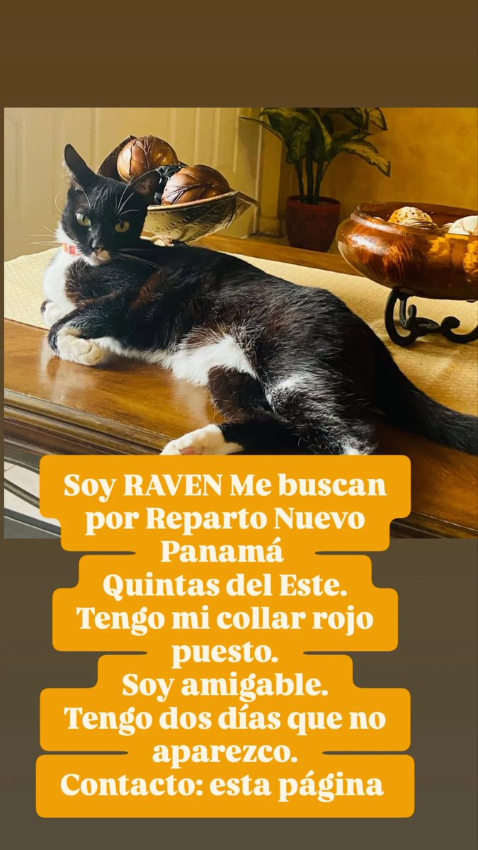 Avisar por esta vía o a la cta. en IG de AnimalesPerdidos507