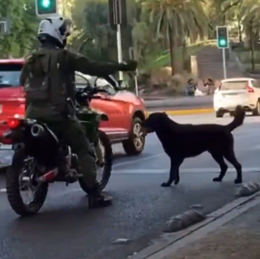 🔴 #AHORA | El vídeo que conmociona Chile: Carabinero en moto rocía spray a un perrito en pleno centro de Santiago.

➡️ insta.openinapp.co/x8w3w