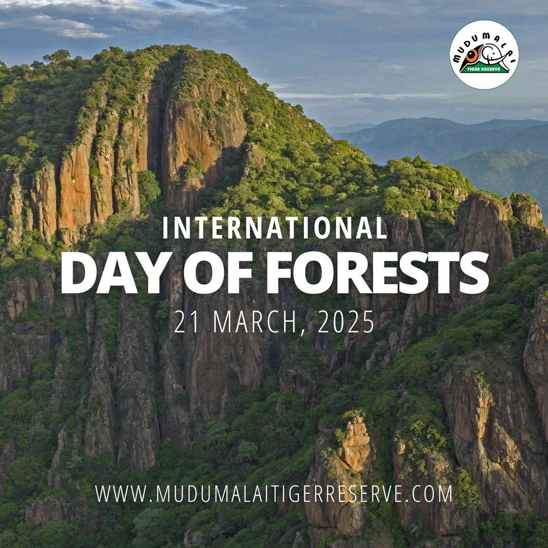 Forests are the lifeline of our planet, providing shelter, clean air, and protecting biodiversity. Let’s pledge to conserve and protect them for a greener future!
#InternationalDayOfForests #MudumalaiTigerReserve #SaveForests #Biodiversity #GreenPlanet #WildlifeProtection #nature