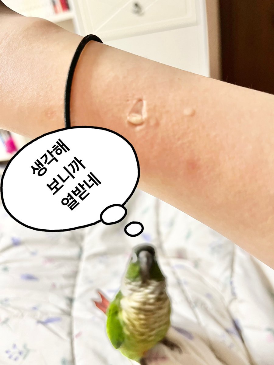 이거는 앵무새 키우는 집이면 모두 같은 입장일거라고 생각하는대
원래 앵무새들은 다 악마다 근데 이제 우리집 앵무새가 그중에서도 약간 더 악마다