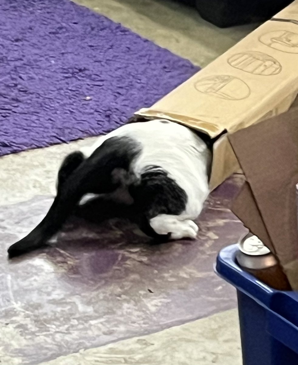 echo262's tweet image. 