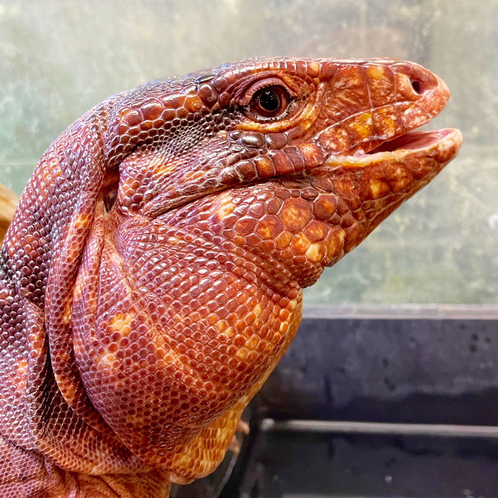 reptilescafe's tweet photo. 日中は温かい予報の横浜
お店は通常営業(11時〜17時、L.O.16時)です
写真は
#アルゼンチンレッドテグー さんです
#爬虫類カフェ #reptilescafe
#レッドテグー #テグー #RedTegu #Tegu
#保護ペット https://t.co/qTNJt3mNCG
