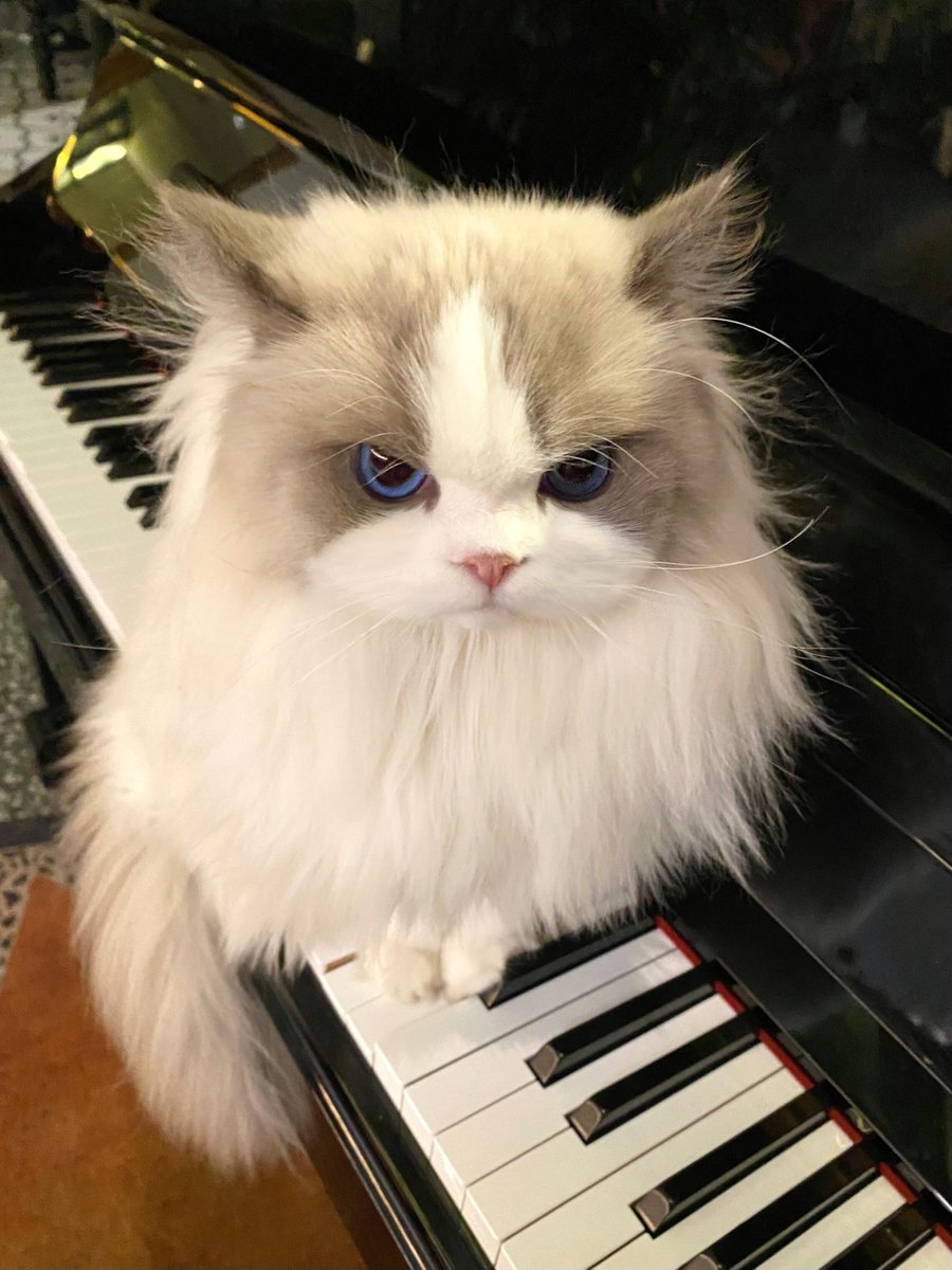 yuany7777's tweet photo. 原则上是不让小猫练琴的🎹 https://t.co/ucFoXjnHy3