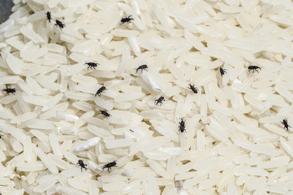 DeterPest's tweet image. Rice weevils in your brand new bag of rice? These tiny pests can infest grains before you even buy them, laying eggs inside kernels that hatch later – and then they’re everywhere! Education is key to prevention.  #tinybugs #Pestcontrol #SWFL