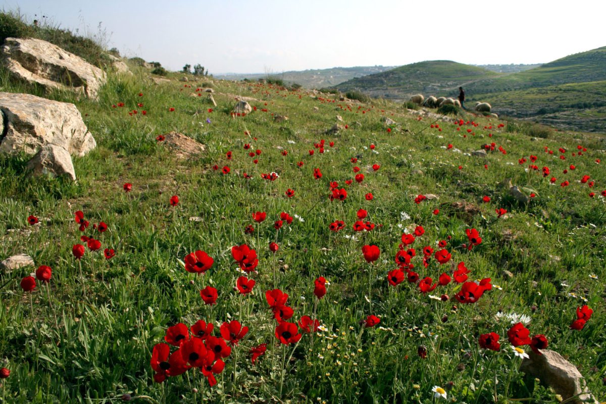 palestine's poppies.