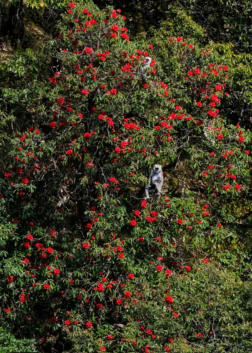 PragnaRathava's tweet photo. Found #homoeopathic medicine #Rhododendron arboreum flower in mussoorie. March to April is rhododendron season.#mussoorie #Dehradun https://t.co/95NgqwLkd8