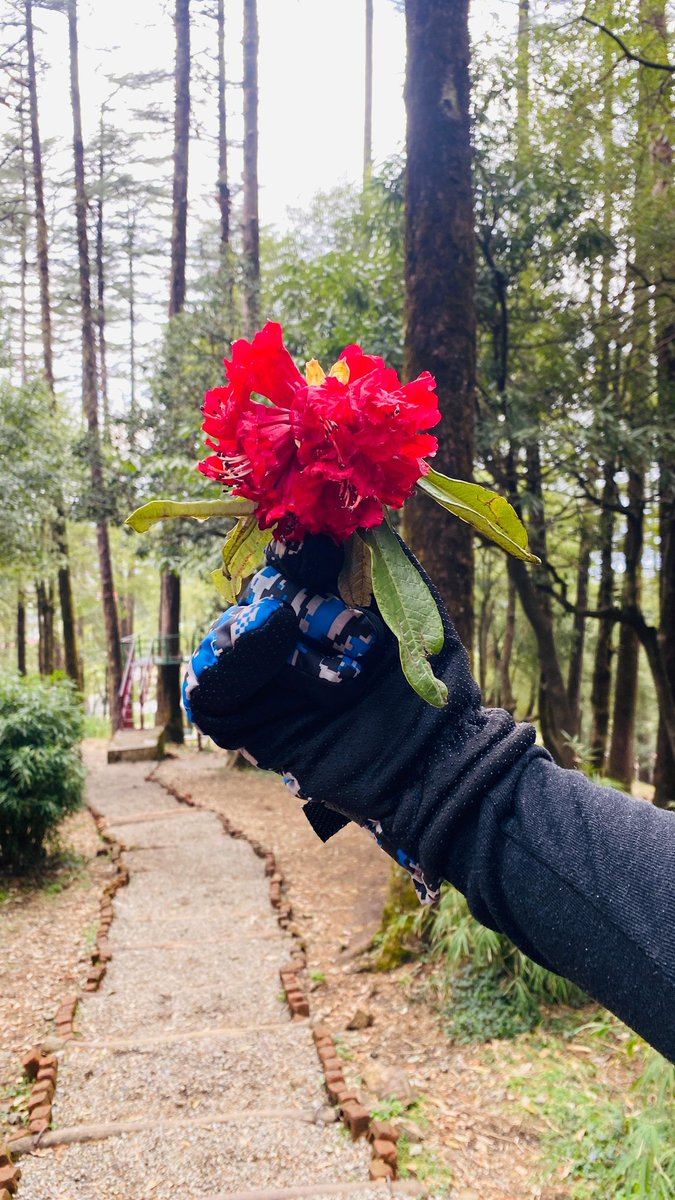 PragnaRathava's tweet photo. Found #homoeopathic medicine #Rhododendron arboreum flower in mussoorie. March to April is rhododendron season.#mussoorie #Dehradun https://t.co/95NgqwLkd8