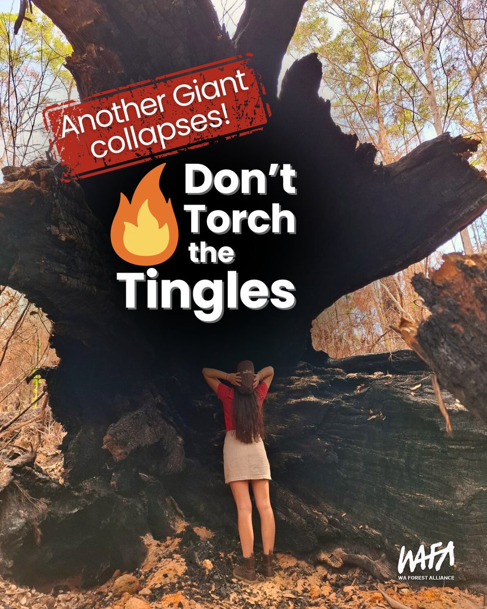 So far 180 collapsed giant Tingle and Karri trees have been counted from the December 2024 prescribed burn near Nornalup, and that number is rising.

🌳Take action: wafa.org.au/tingles
