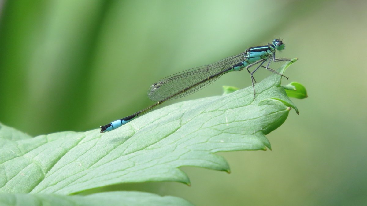 MvStuijvenberg1's tweet image. Mag ik u voorstellen, dit is een #Lantaarntje 
Deze juffer doet vandaag mee aan de #LibelLente van Jan 'BlueSky' Katsman.

De tengere grasjuffer mag ook, maar, surprise, die heb ik weer niet. 
Fijne dag mensen, we gaan de 20 graden halen.
Lekker, maar graag volgende week regen.