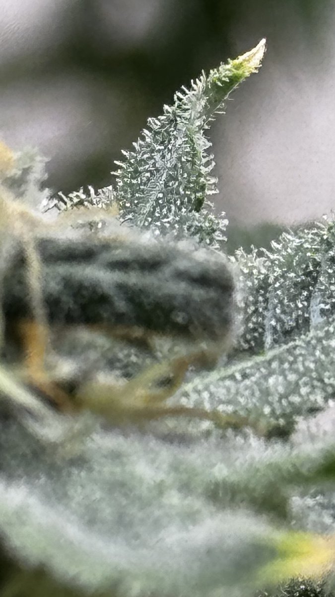 growdelic's tweet photo. https://t.co/pPKKtGKSAg