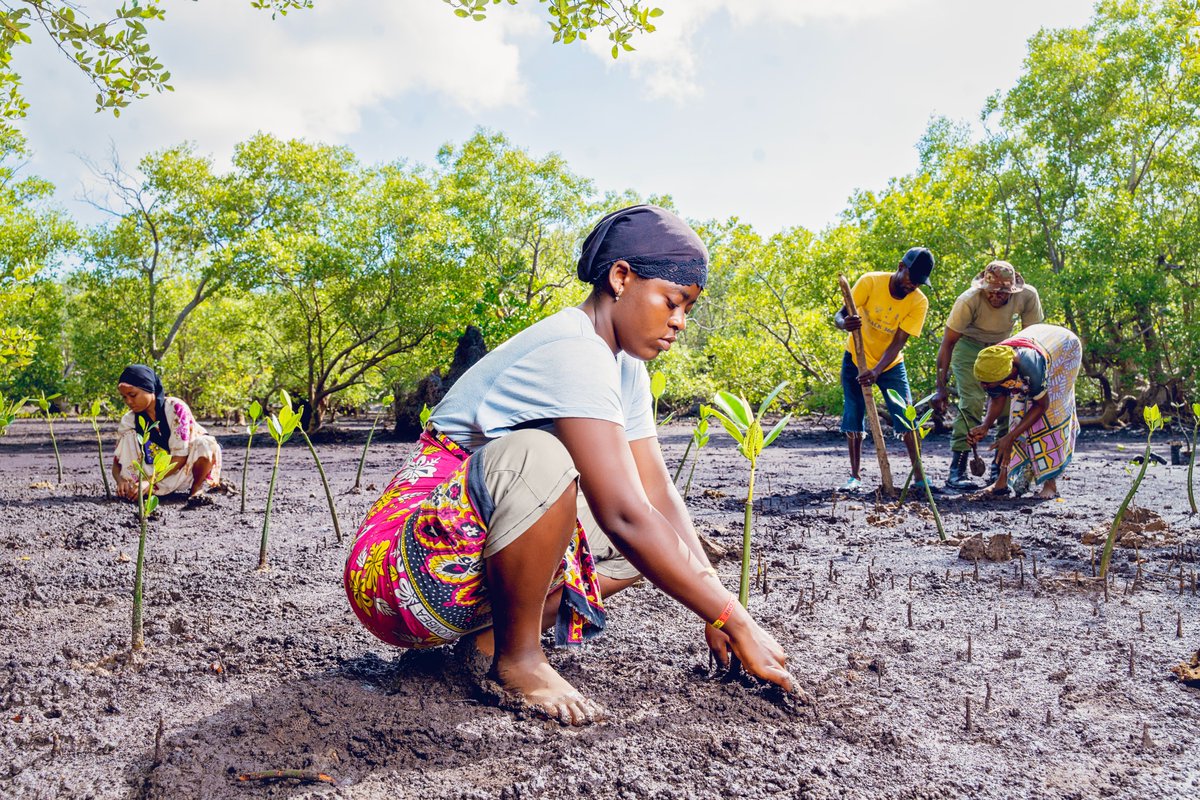 Mangrove forests are home to marine life, protect coastlines, provide food, and support livelihoods of many.

This #ForestDay, we laud our partners' collaborative efforts to restore and promote sustainable use of mangroves in Western Indian Ocean region.

📸GIZ/IKI Kwale-Tanga