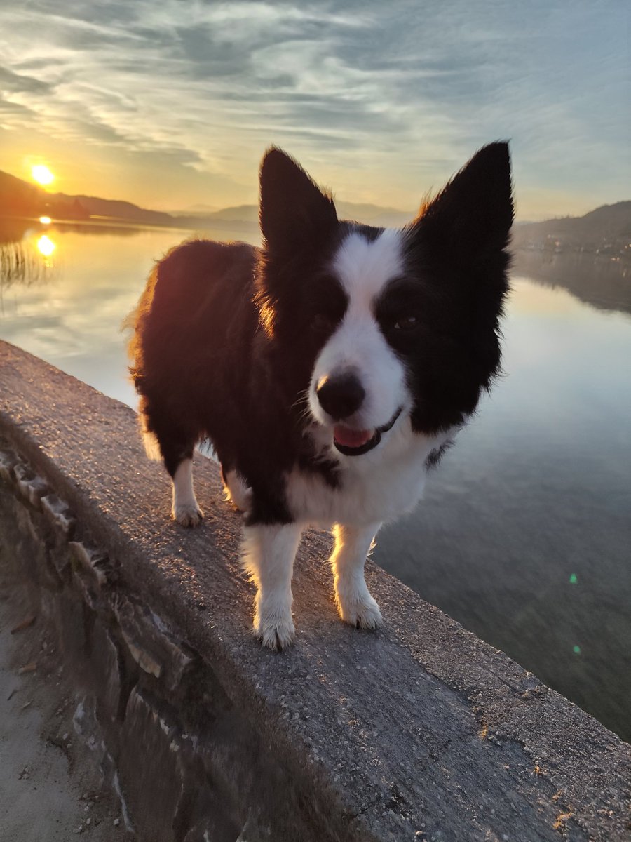 SonjaHartl7's tweet image. Who let the dog out? 🐾🔆

#dogcontent  #photography #photohour #nessiecontent