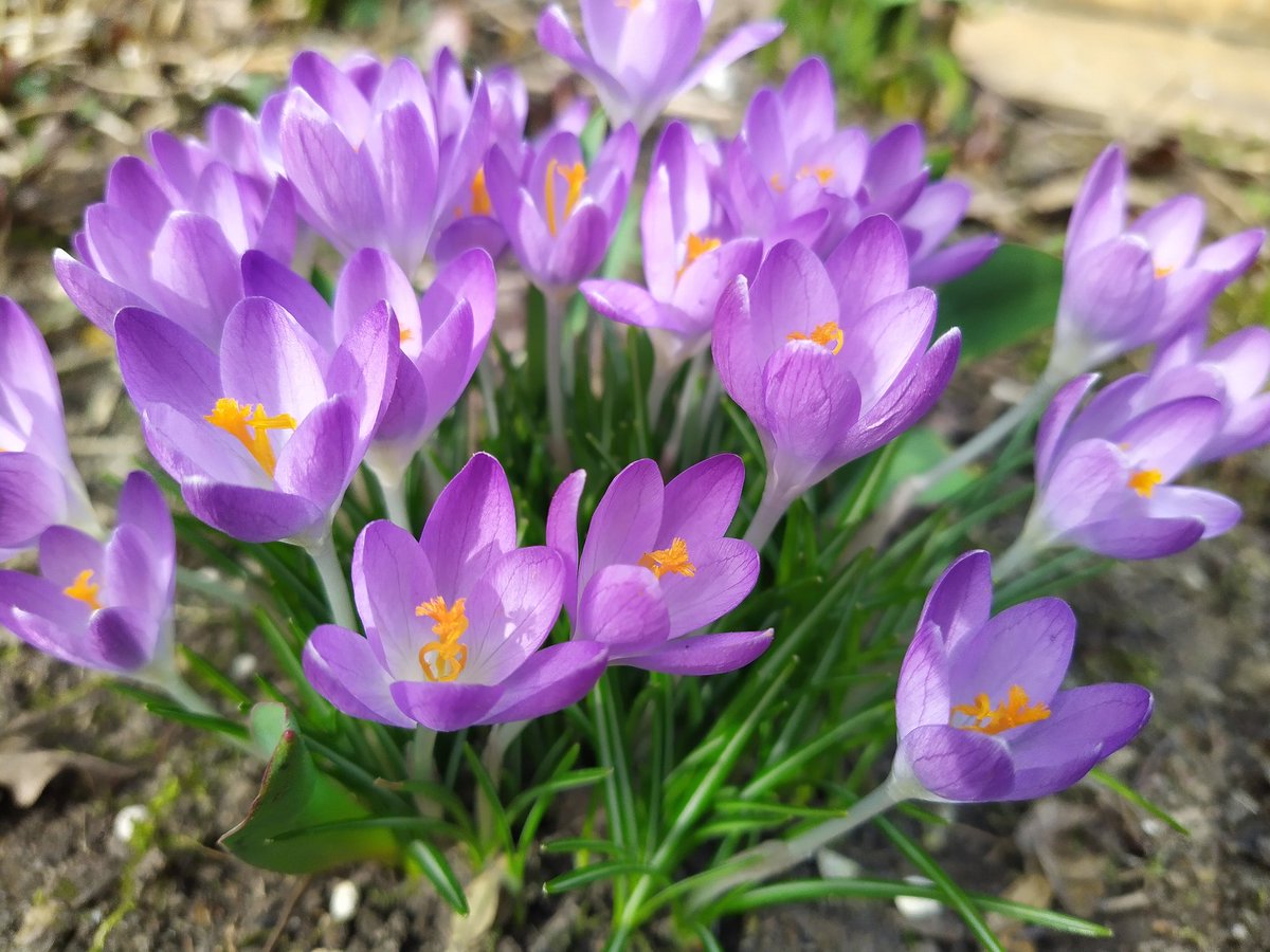 EwaWisniewska78's tweet image. Let&apos;s share what impresses us 💜

May this spring weekend bring you plenty of sunshine, smiles, and peace. Enjoy the moment.

💜Good morning.

📸 By me
