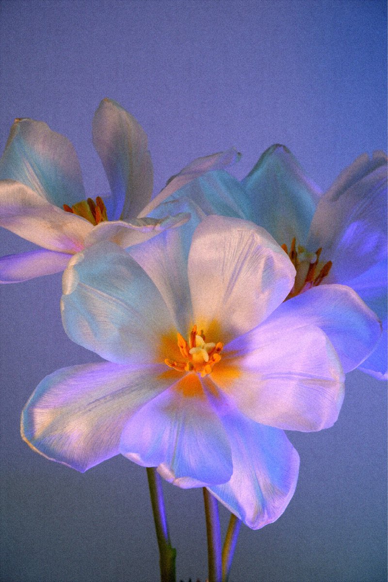 Daria Koleda tweet media