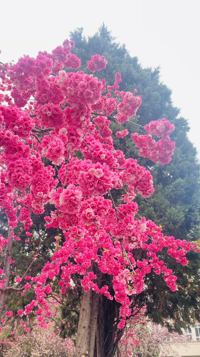djqzzmc's tweet photo. 踏青 https://t.co/4cb8aU5Poj