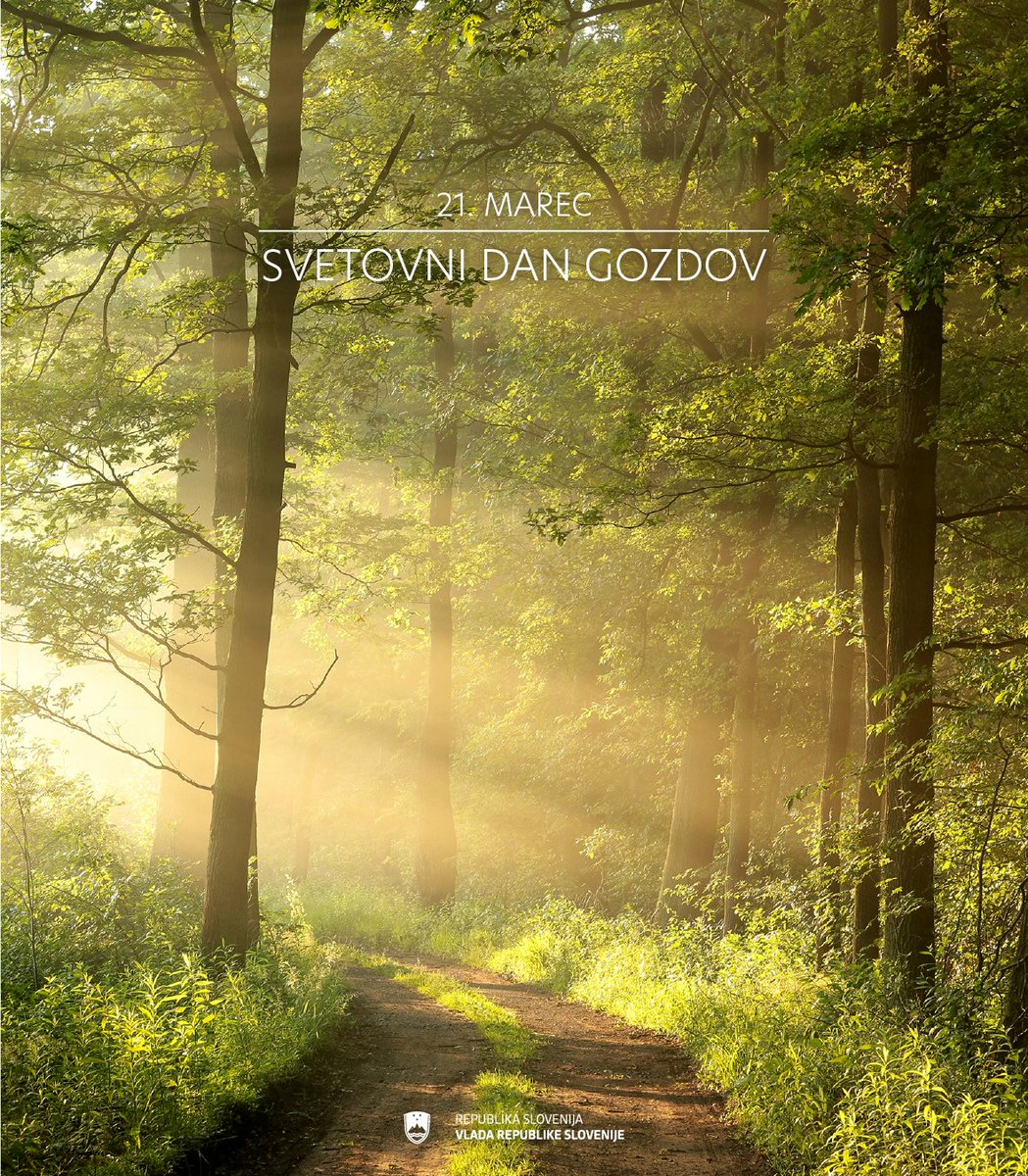 🌳 Gozdovi so pljuča našega planeta, neprecenljiv zaklad biotske raznovrstnosti in močan zaveznik v boju proti podnebnim spremembam. 💚🌱
🔹 Čistijo zrak in nam zagotavljajo kisik.
🔹 Varujejo pred naravnimi nesrečami.
🔹 So dom številnim rastlinskim in živalskim vrstam.
🔹