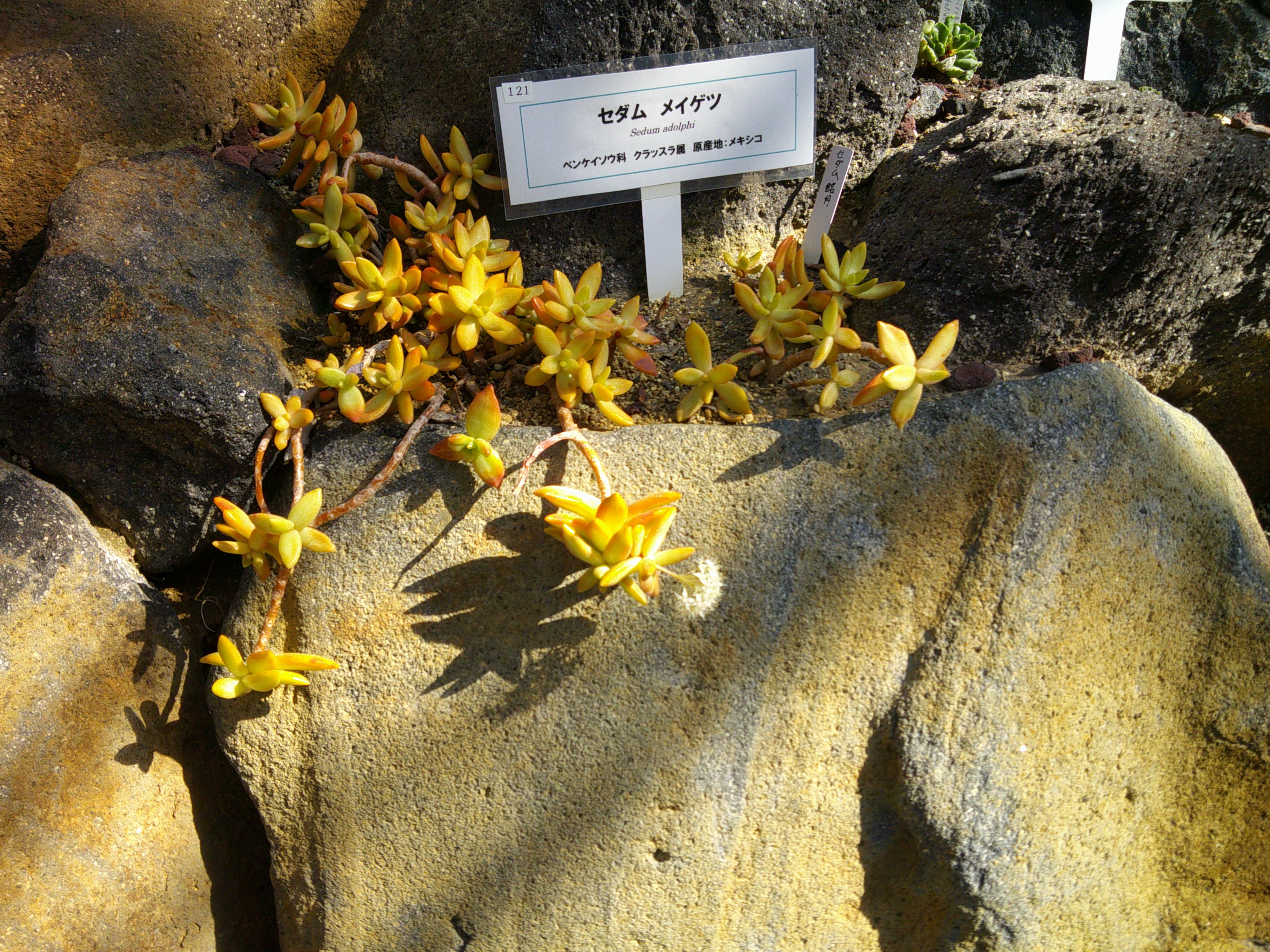 宝石のような観葉植物のお店 【Jewelry Plant】 セダム 3号