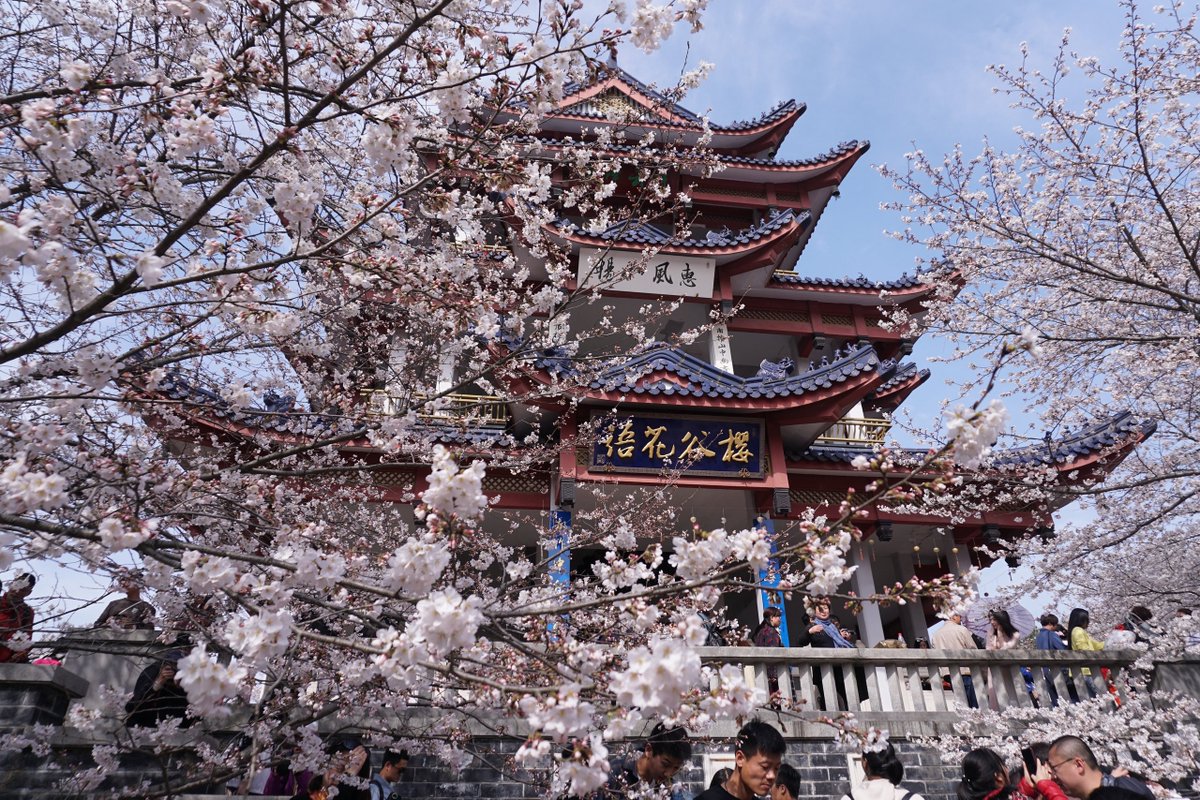 #Wuxi's enchanting cherry blossoms are poised to take center stage as the city, which is located in #Jiangsu province, welcomes its International Month and International Cherry Blossom Week from Thursday to May 1. https://t.co/D06gb6sRhW
#BeautifulJiangsu #FocusonJiangsu https://t.co/gNfPr72Q4y