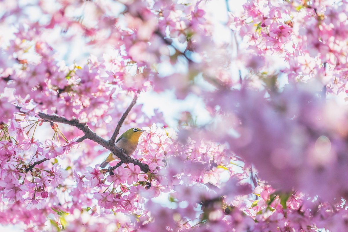 #Wuxi's enchanting cherry blossoms are poised to take center stage as the city, which is located in #Jiangsu province, welcomes its International Month and International Cherry Blossom Week from Thursday to May 1. https://t.co/D06gb6sRhW
#BeautifulJiangsu #FocusonJiangsu https://t.co/gNfPr72Q4y