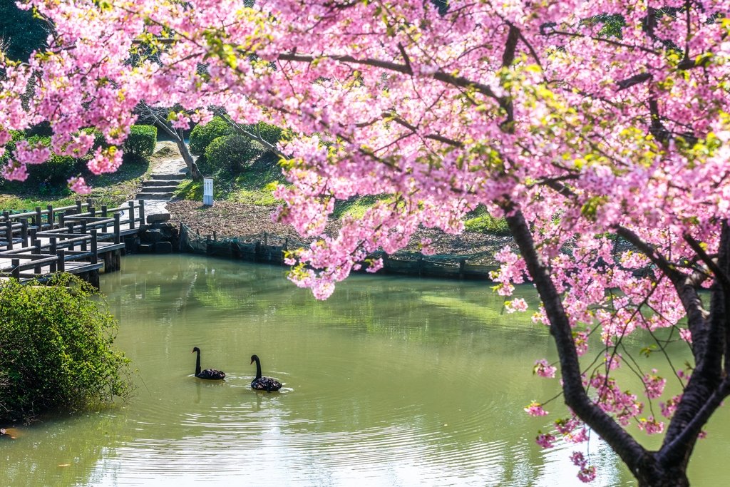 #Wuxi's enchanting cherry blossoms are poised to take center stage as the city, which is located in #Jiangsu province, welcomes its International Month and International Cherry Blossom Week from Thursday to May 1. https://t.co/D06gb6sRhW
#BeautifulJiangsu #FocusonJiangsu https://t.co/gNfPr72Q4y