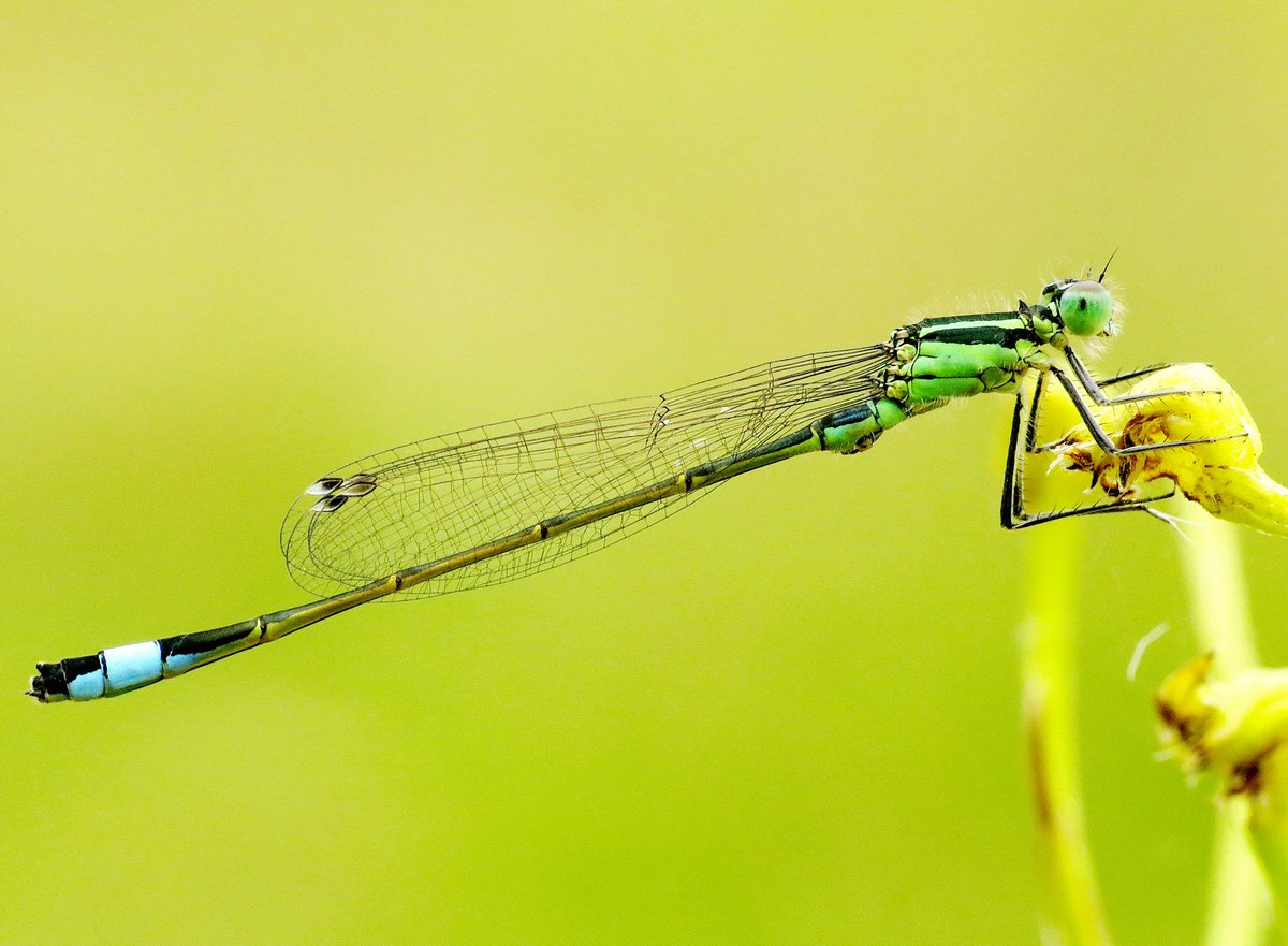 Panjan1972's tweet image. Lantaarntje bij de Doorbraak in Ypelo. #libellente #lantaarntje @vlinderNL @Waterjuffers