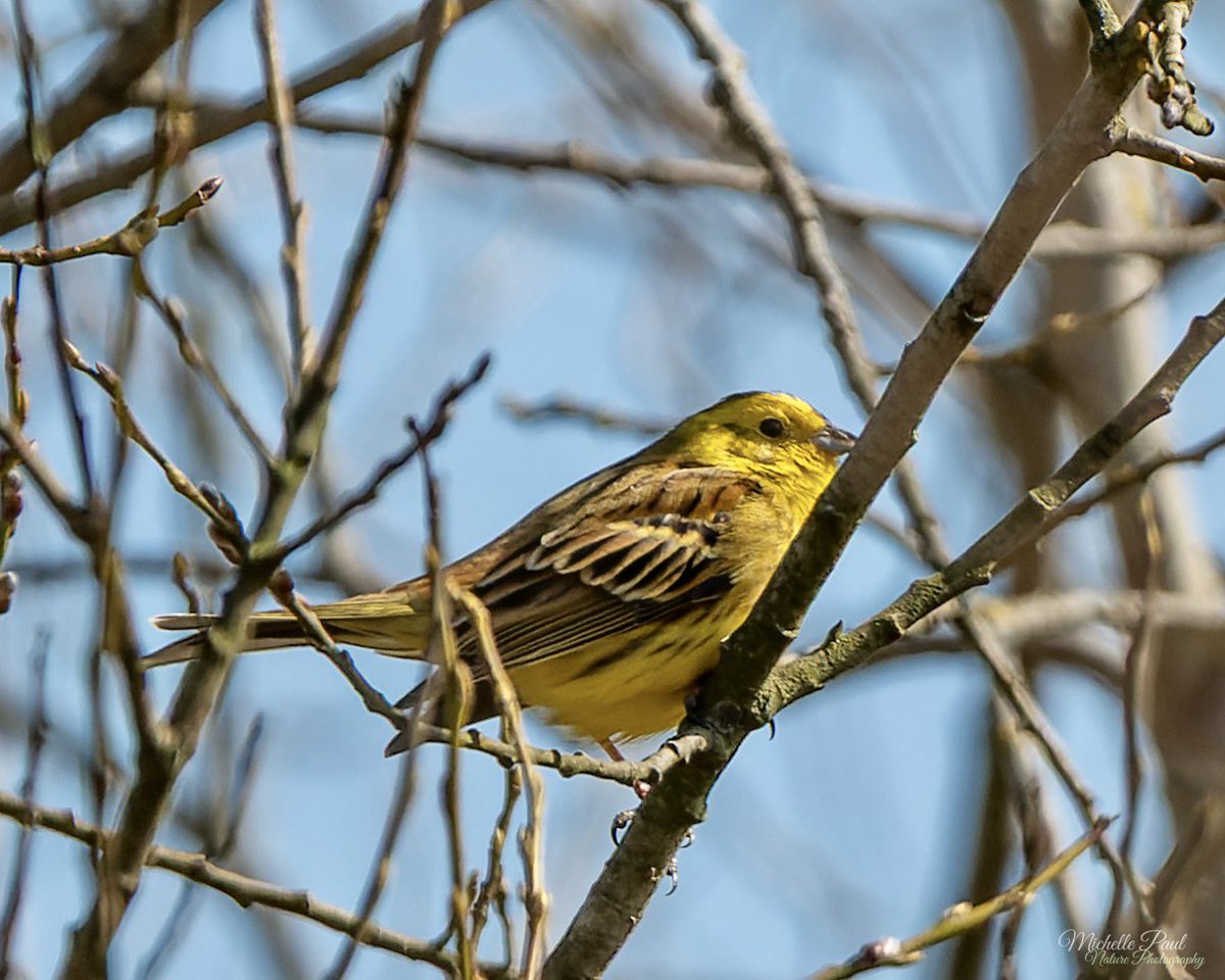 I had a brilliant day yesterday at a new location. It was gorgeous in the sunshine, watching the Red Kites, Buzzards and Kestrels hunting overhead, followed by my first ever sighting of a Yellowhammer….💛