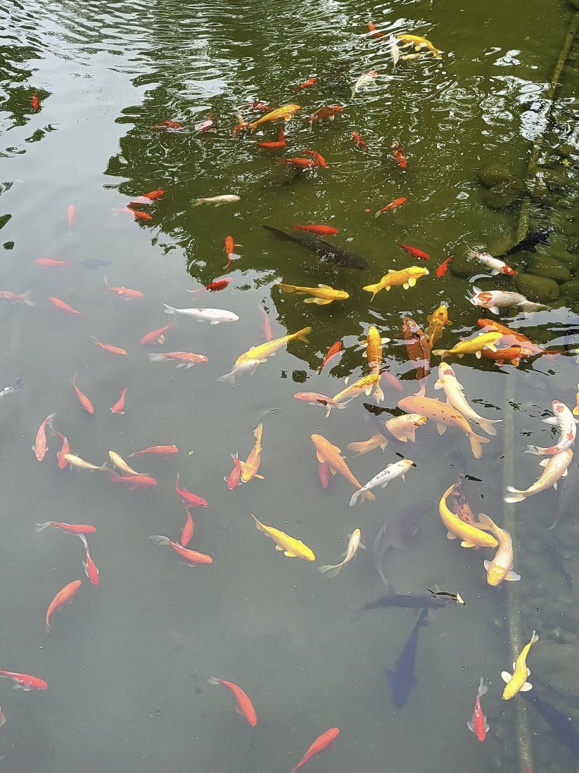 jinluperlayan's tweet image. The beautiful scenery on the way to work always brightens my morning.
Whatsapp: +86 15231539236
Wechat: 15231539236
Email: jinluts@gmail.com
#sandmakingmachine #limestone #machinemadesand #constructionsand #sandmakingmachinemanufacturer #sandmakingproductionlinefactory