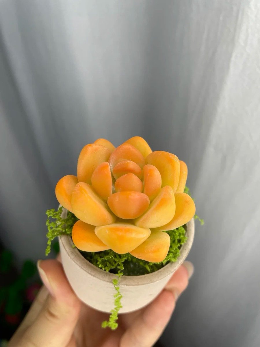 毎日小肉たちが陽に向かって成長するのを見ると、心が晴れやかになる！😄🌞