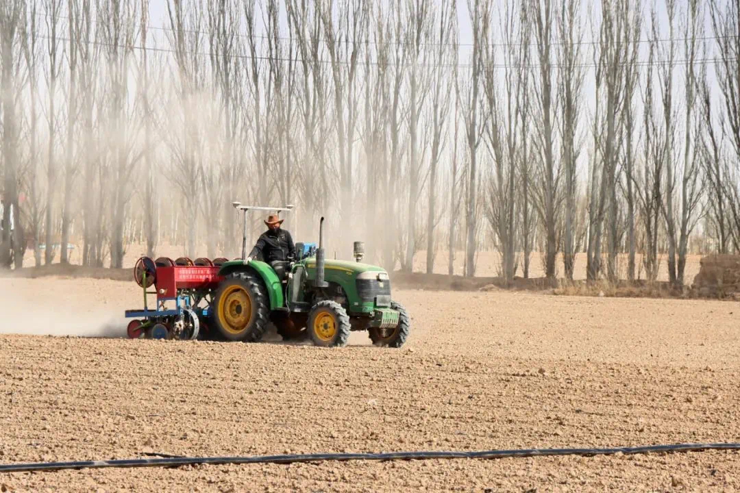 This_is_Gansu's tweet image. 🌾🌱🚜Spring plowing is in full swing in the Jinchuan district of Jinchang, #Gansu province, painting a picturesque scene of agricultural vitality. #GansuSpring #GansuAgriculture