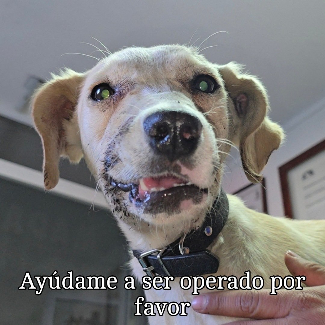 HASF_AnaSDiaz's tweet photo. Dejaron a Paquito como novia de pueblo!!!

Pss les platico, el lunes que subimos su caso. Una persona nos contacto diciendo que iba a apoyarlo con la cirugía ya que ella sabe que yo no e podido estar mucho en redes sociales por que me la e pasado con mi pequeña. 

Y pss confiamos en ella chicos con las patitas que llegaron se cubrieron sus primeros gastos rx, estudios y demás y pss le comente que para jueves o viernes se iba a operar qué se necesita cubrir la cirugía para que pudiera ser operado normal 💔 por que seguimos teniendo atrasos en pagos.

En fin quedamos en eso y pss ayer le dije que el viernes se operaba ame dijo si ntp yo te mando y ahora que la contacte para decirle que no se le olvide lo de Paquito salio con que no pudo conseguir y ya nos dejó botados con el pago 💔💔

Y yo por tonta chavos 😭😭😭  siempre es confiado en que la gente nos ayuda y siempre que confío nos hacen lo mismo. 😭😭😭😭

Mañana se le tiene que operar a Paquito, ya esta todo listo para que se haga pero hay que pagar.

Quien quiere apadrinar a Paquito para que pueda ser operado y aspire a tener una mejor vida???

Patitas aqui, recuerden que hay que poner que es para Paquito por favor 🙏🙏🙏

GRACIAS PATITAS AQUI

🐾 Banorte: 072180011828376620 CLABE INTERBANCARIA YA QUE EL NUM DE TARJETA SE NOS VENCIO
🐾 Banamex : 5204 1656 4219 9792
🐾 Banco azteca: 4027 6657 9699 8558
🐾Coppel (OXXO): 4169 1614 6125 2255 NUEVA
🐾Bancomer : 4152 3138 1055 2732 
🐾PayPal: https://t.co/ZRtji14Qaa
🐾Wish list: https://t.co/izgILvFWuy