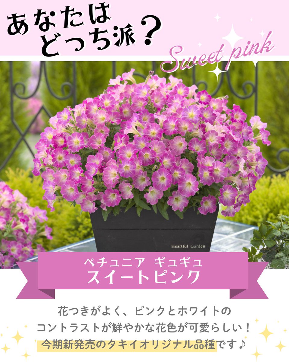 タネのタキイ通販🍅（公式） on X