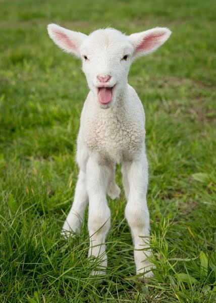 sheepdaily_twt's tweet photo. Baaa (⁠・⁠∀⁠・⁠) https://t.co/BaUcCMiERz